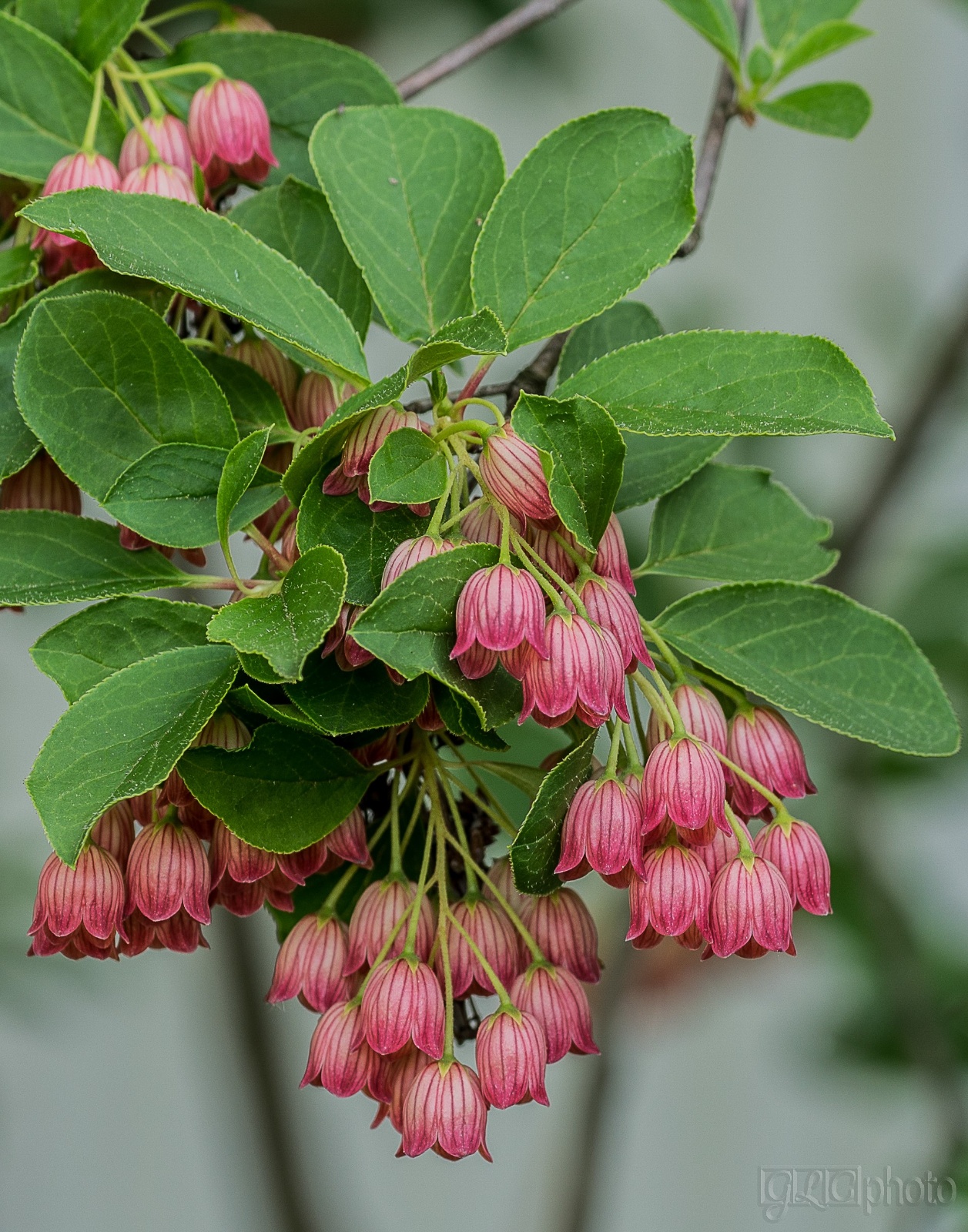 Red-Striped Bells --- Photo by Gene Cangiani